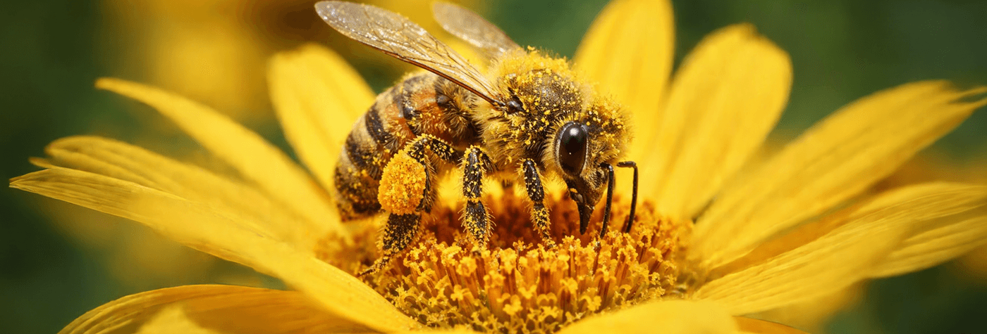 Abeja cargada de polen sobre una flor amarilla, polinizando